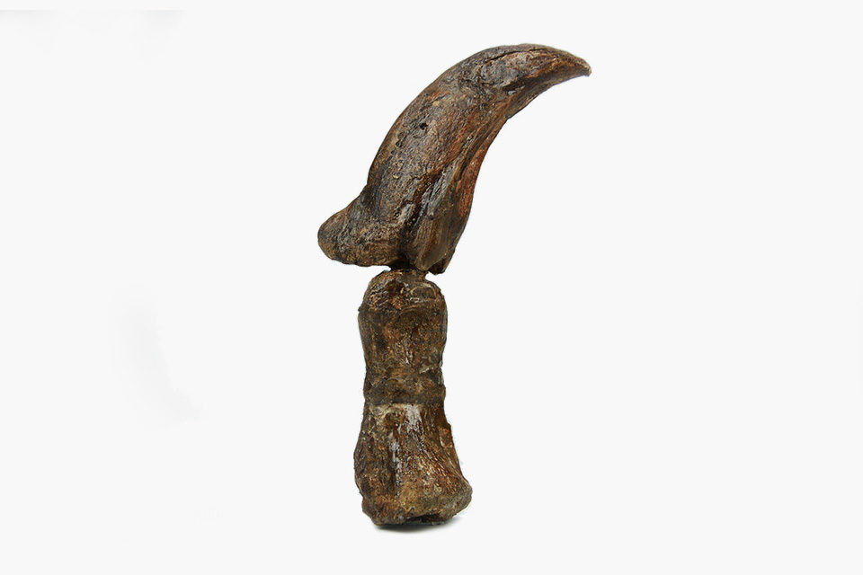 velociraptor foot claw